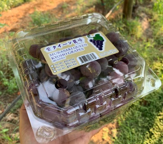 紫クイーン巨峰 ぶどう 3 ポンド - Weee!